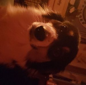 Meet your Posher, Allie